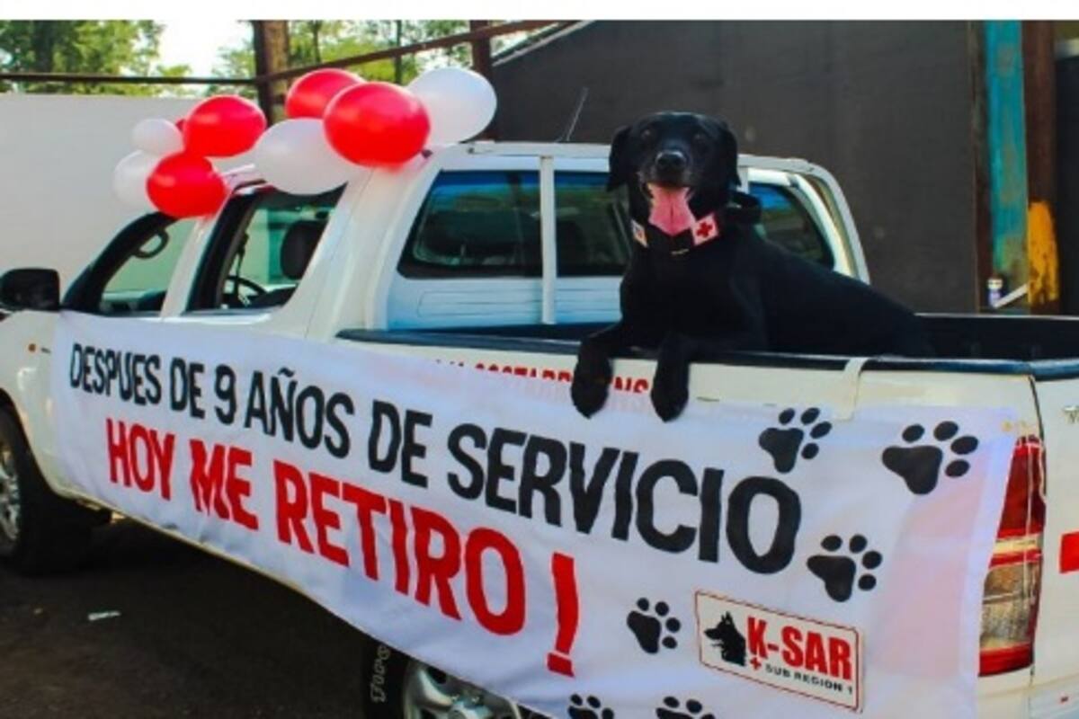 Kurt, el perro labrador de la Cruz Roja, se retira luego de 9 años de servicio