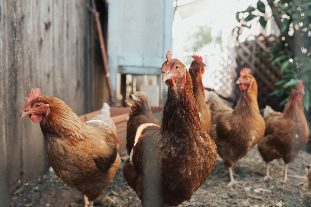 Hombre de 50 años mata a su hermano de 53 a machetazos por una gallina en velada familiar en Nicaragua