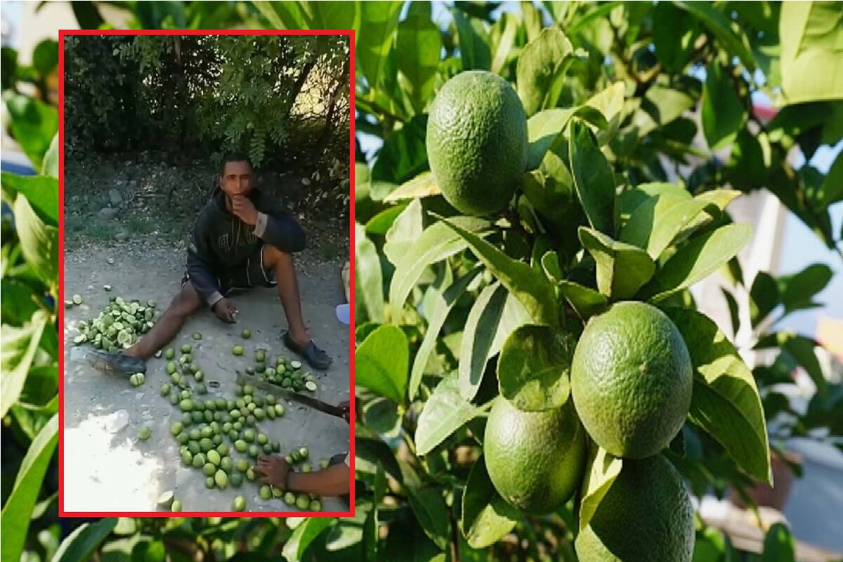 Video de ladrón de limones obligado a comerse su “botín” desata polémica en redes