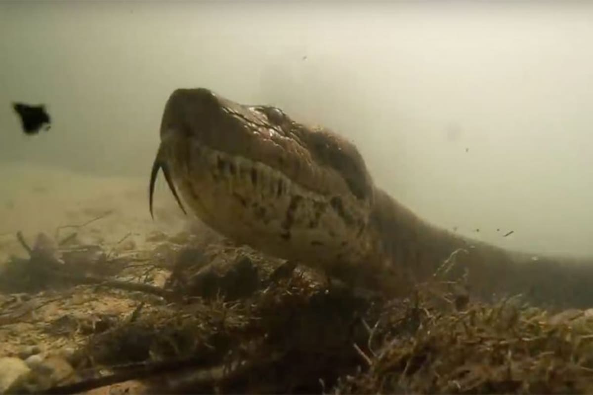 VIDEO: Impactante encuentro con una anaconda
