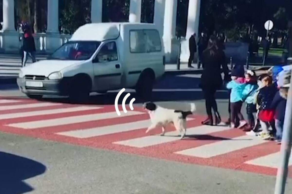 VIDEO: Un perro callejero ayuda a niños a pasar por cruce peatonal