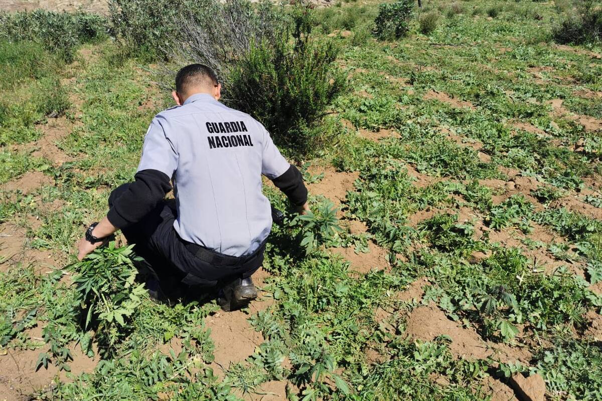 Destruyen 12 mil 600 plantas de aparente mariguana en Ejido Tecate