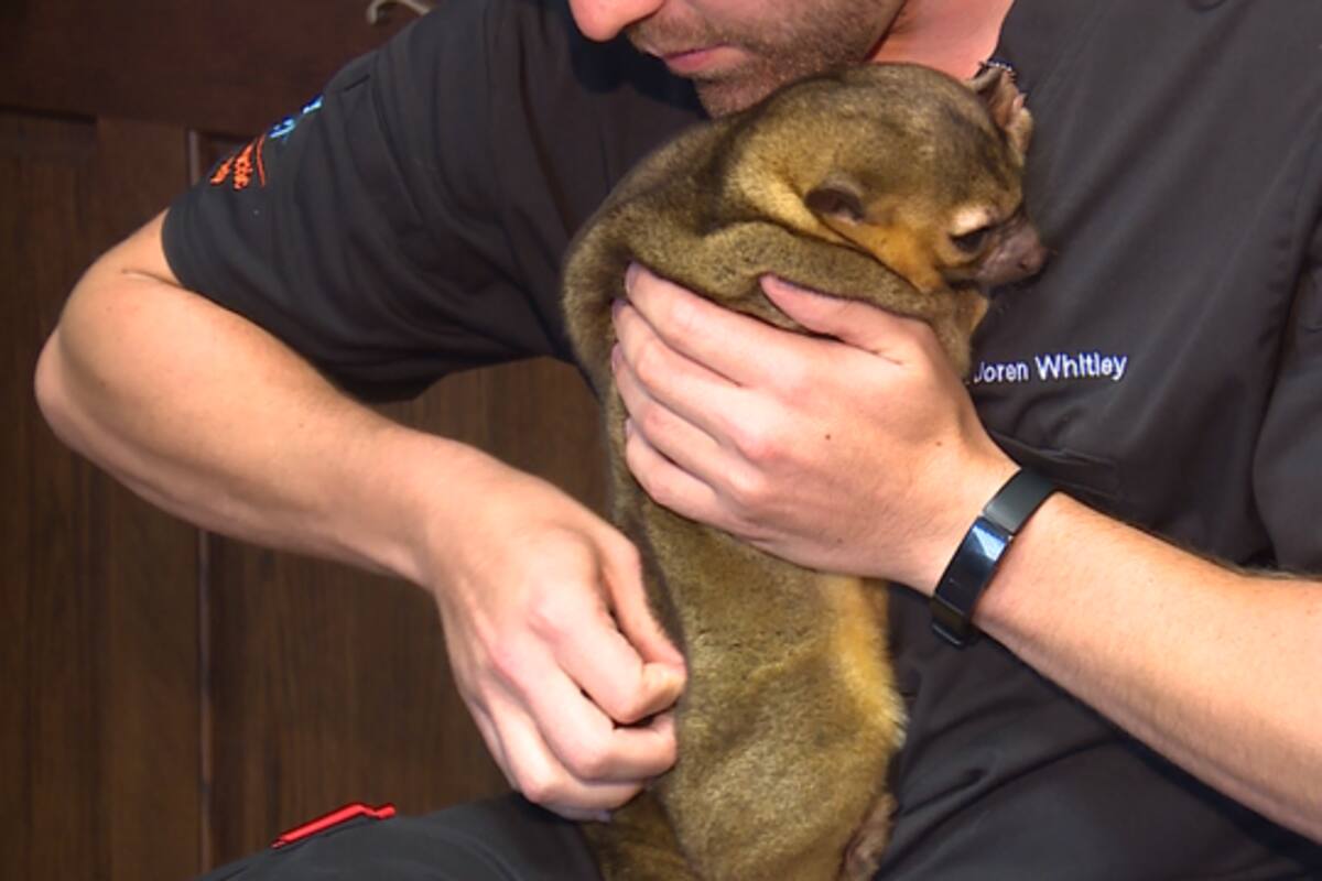 El quiropráctico de animales que se viralizó en redes
