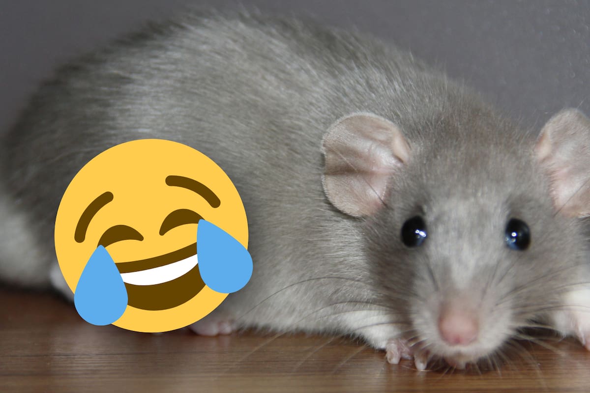 Las ratas también se ríen: el curioso hallazgo sobre las cosquillas en los roedores