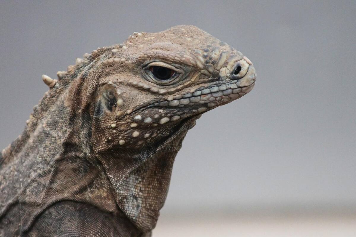 EU advierte que iguanas caerán de los árboles por el frío