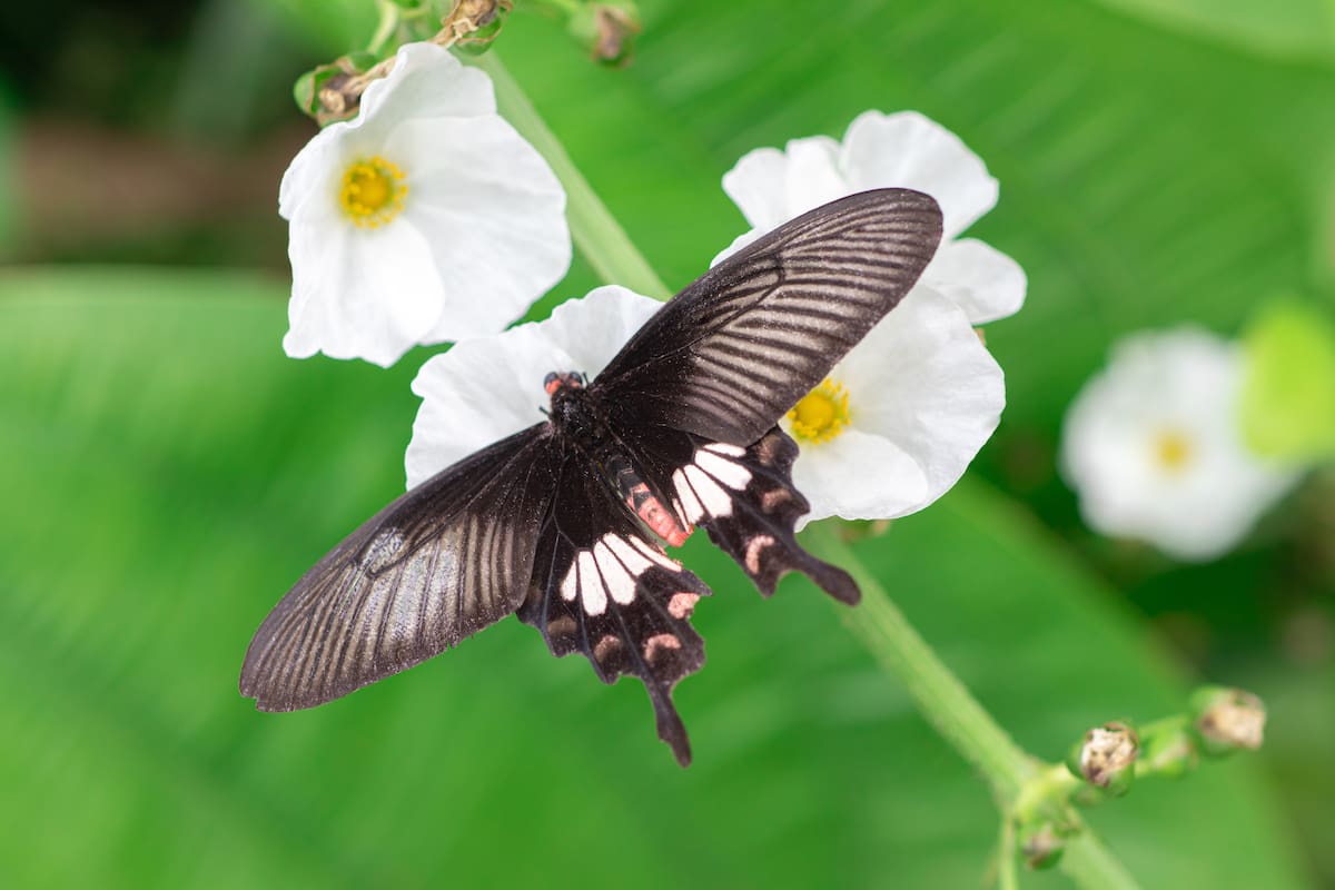 Butterfly Wonderland: el paraíso de las mariposas que puedes visitar en Scottsdale