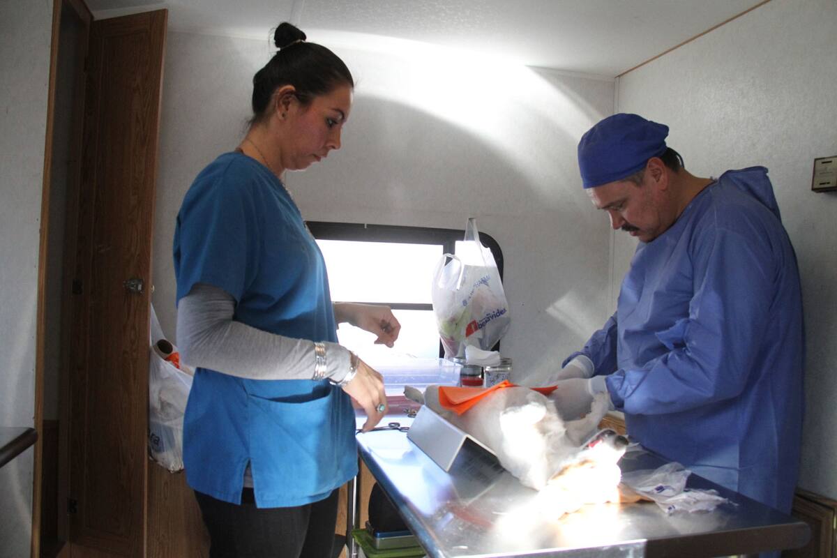 Conoce estos diez datos sobre los veterinarios