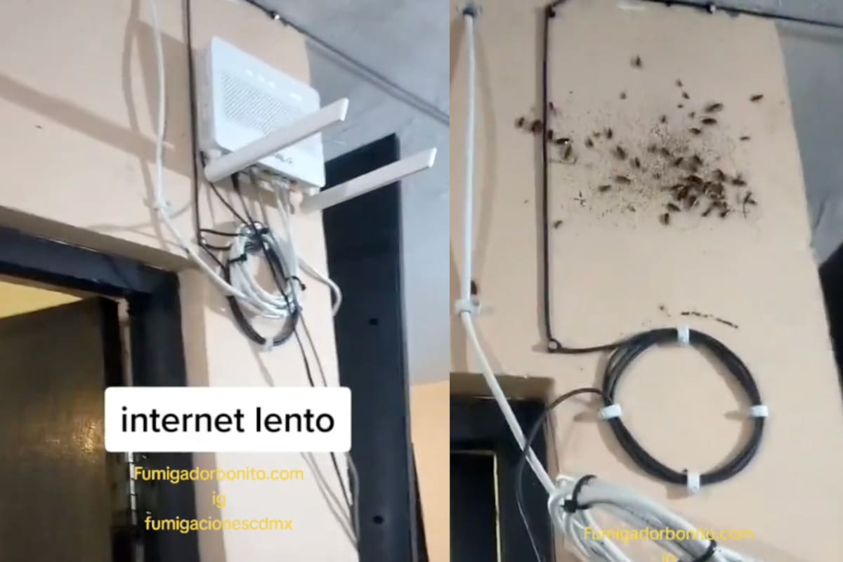¿Internet lento? Fumigador encuentra una colonia de cucarachas detrás de un módem