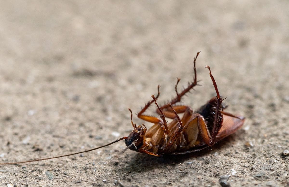 Cucarachas en temporada de calor: cómo prevenir su llegada y eliminarlas sin químicos en casa | Foto: Especial (canva)