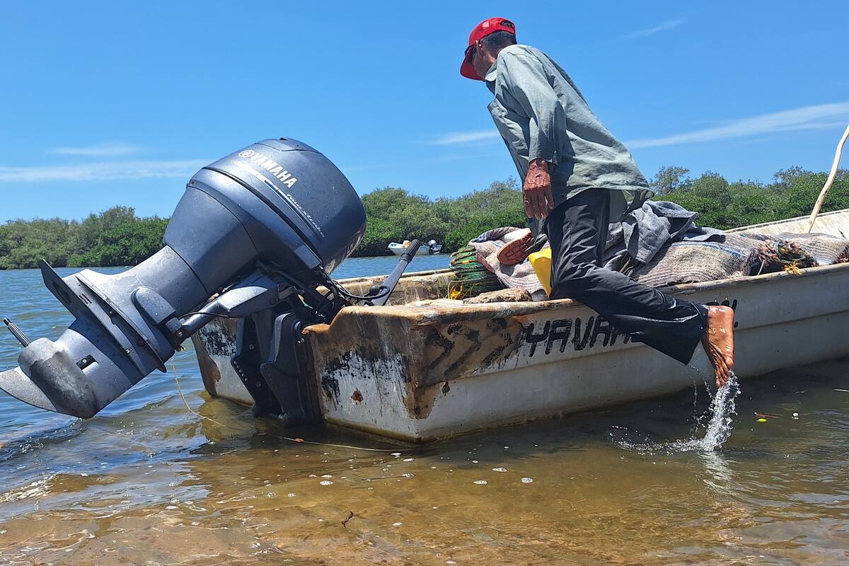 Esperan Pescadores fecha del levantamiento de la veda del camarón