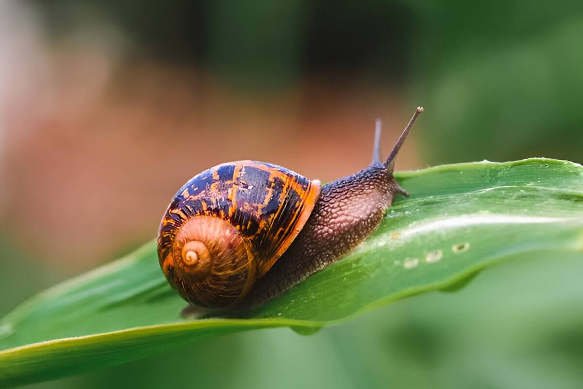 ¿Sabías que el nombre “caracol” proviene de la palabra latina “cochlea”, que significa “espiral”?