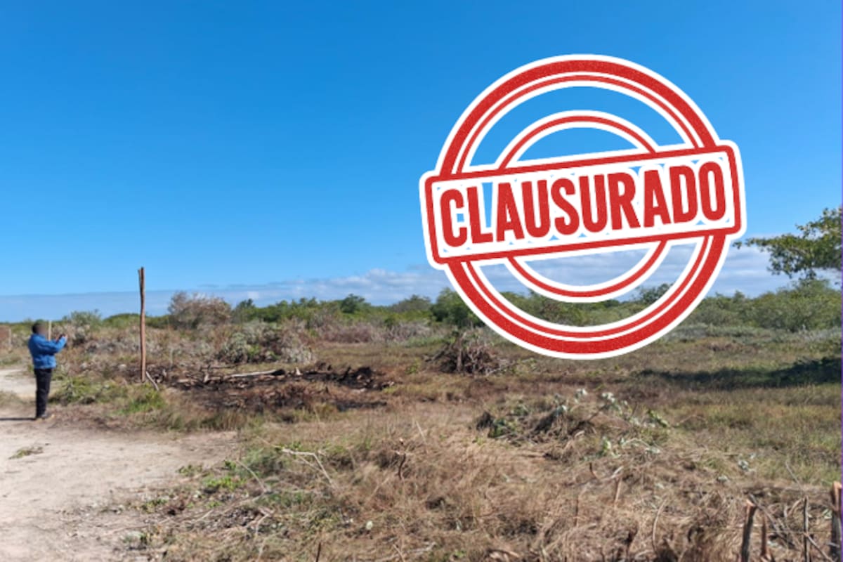 Profepa clausura desmonte ilegal y lotificación en manglares de Yucatán: 5,749 m² afectados