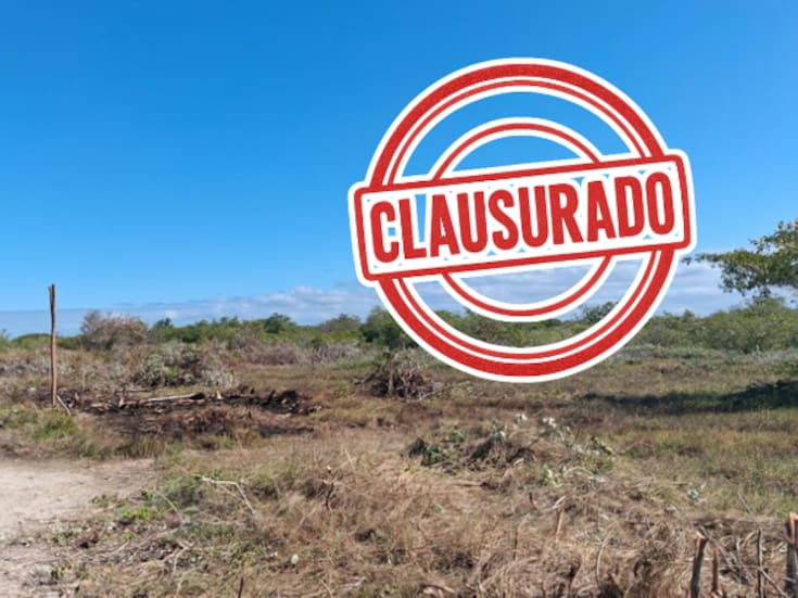 Profepa clausura desmonte ilegal y lotificación en manglares de Yucatán: 5,749 m² afectados