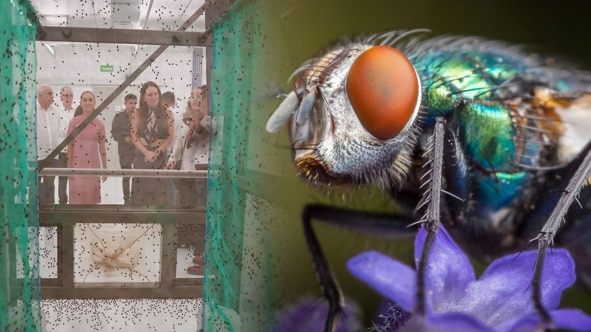 mosca estéril contra gusano barrenador