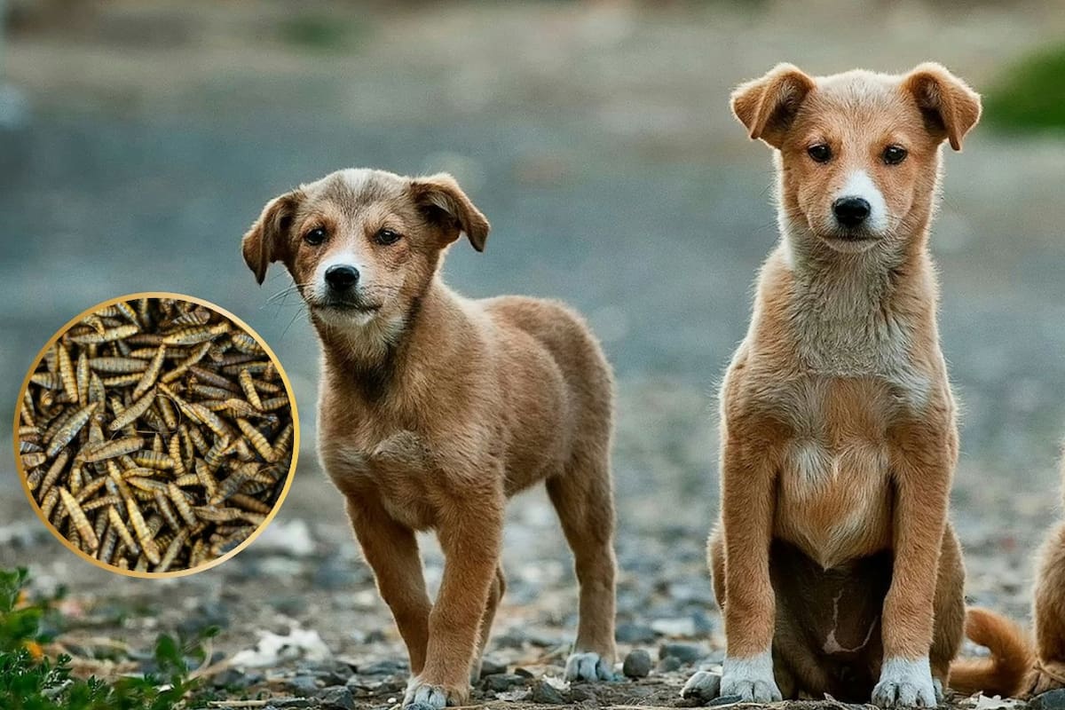 Precauciones para proteger a tus mascotas del gusano barrenador