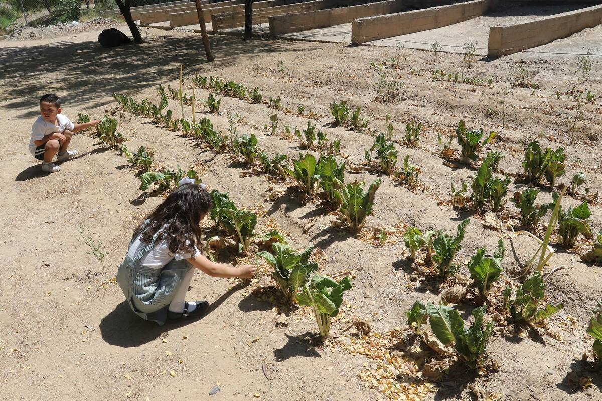 Hacen "florecer" jardín escolar con llantas