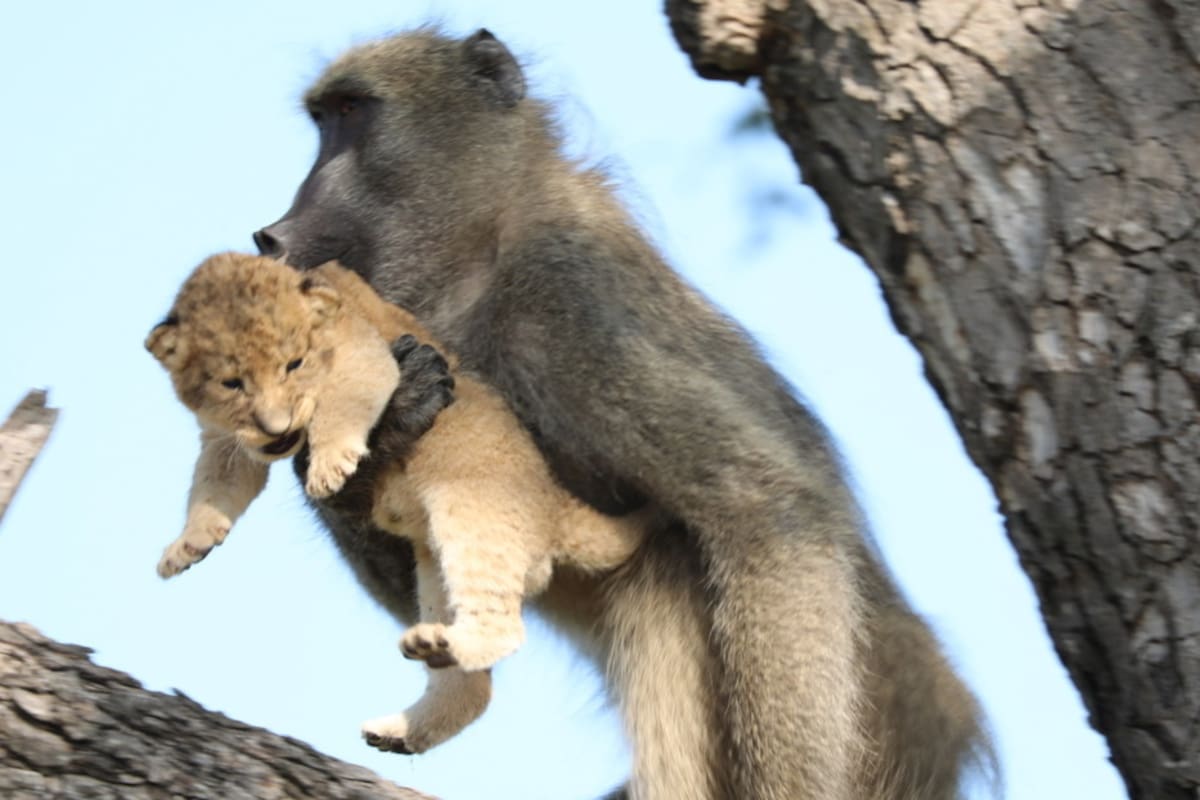 VIDEO: Babuino roba un cachorro de león, lo acicala y crea un momento a lo 'Rey león'