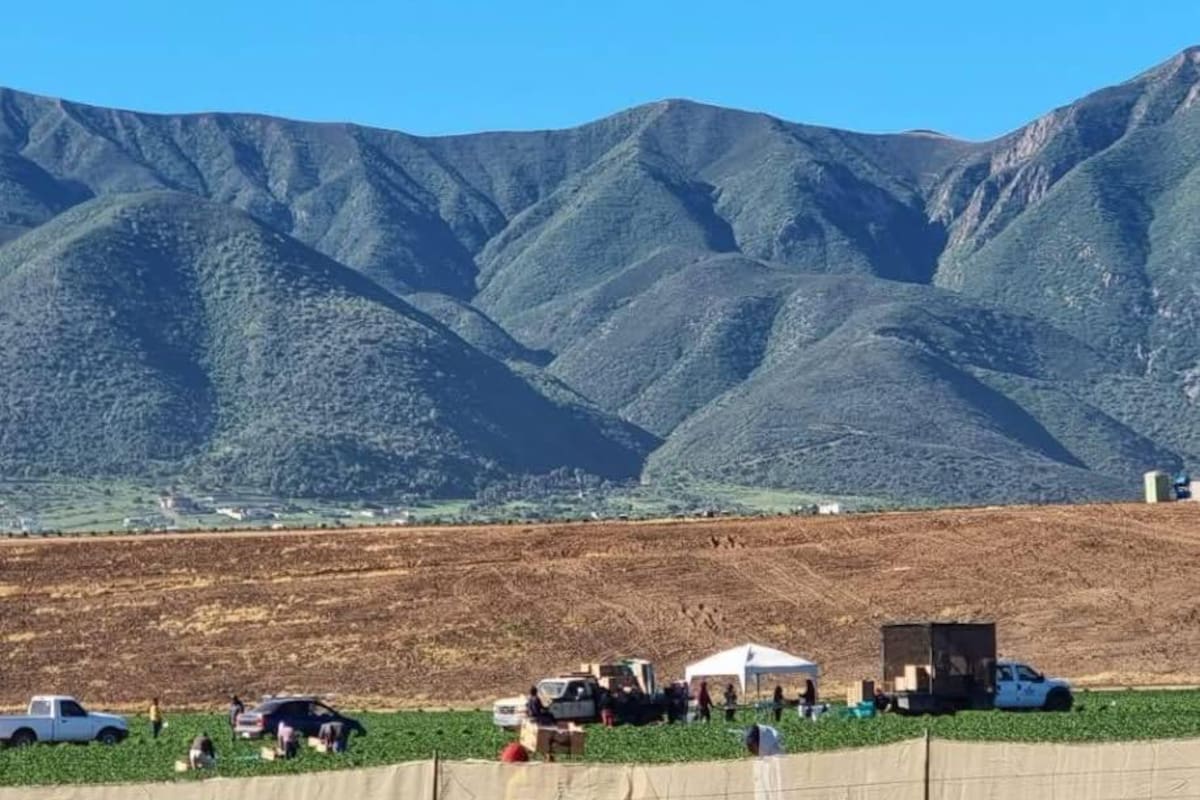 Roban más de un millón de pesos de empaque agrícola en Ensenada