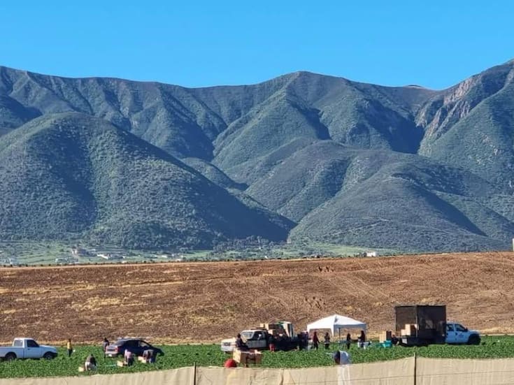 Roban más de un millón de pesos de empaque agrícola en Ensenada