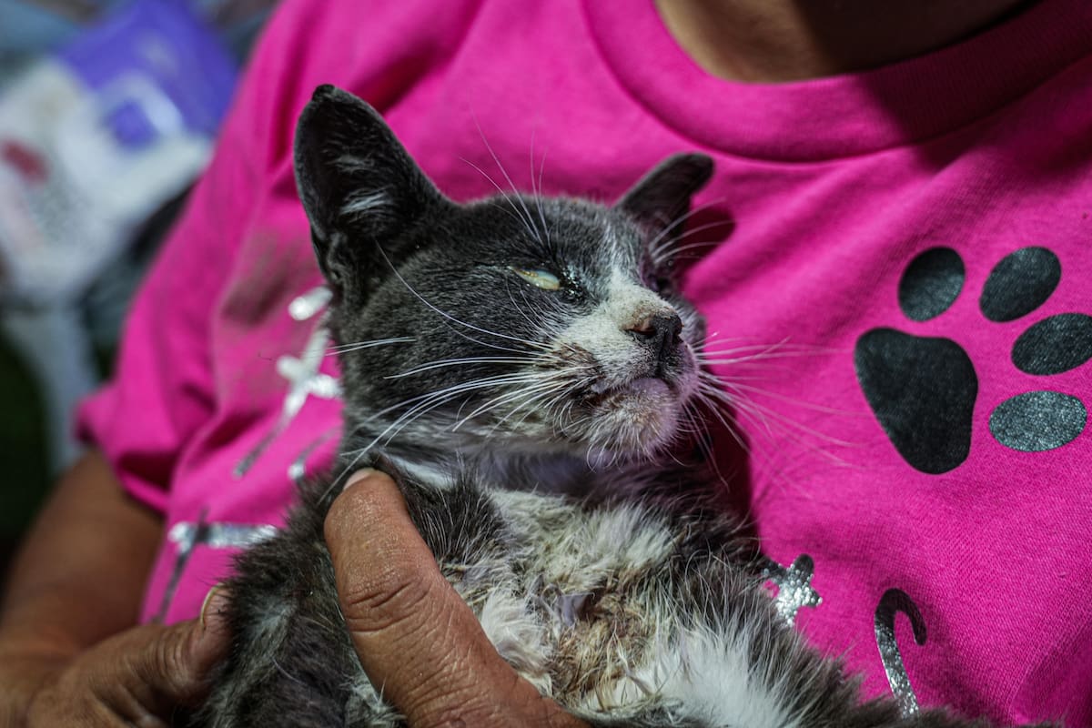 “Esperanza” resistió varios días con graves quemaduras tras el incendio en el Cañón del Padre, pero finalmente murió pese a la atención veterinaria. Foto: Leonardo González
