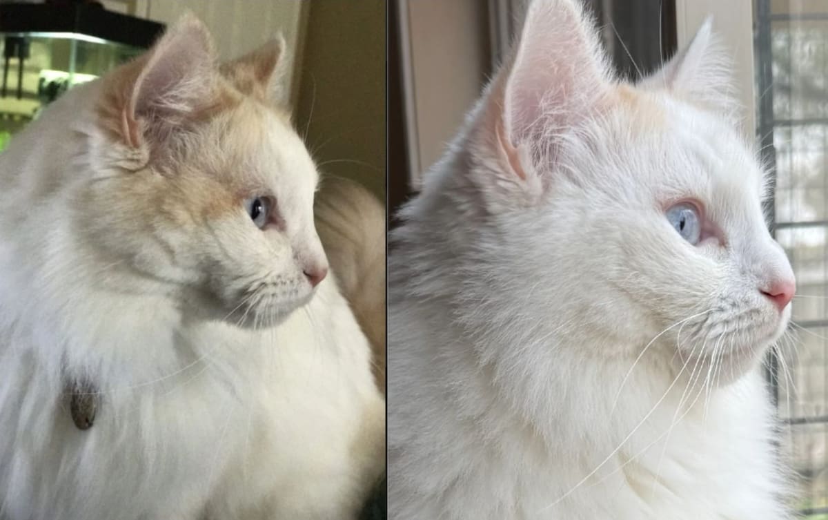 Chai (izq) y Belle (der). │Foto: Captura de pantalla sitio web CloneKitty