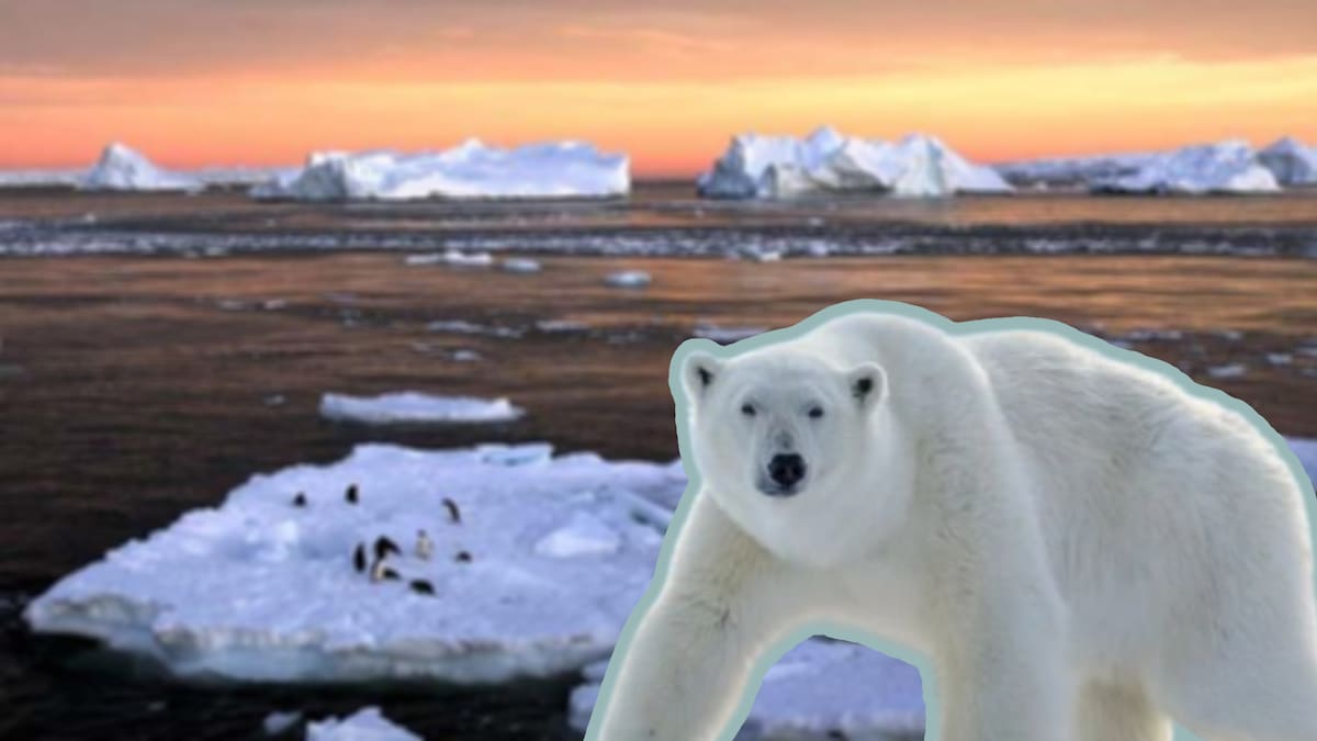 Aunque el hielo marino desaparece rápidamente en Svalbard, sus osos polares están engordando al adaptarse a nuevas fuentes de alimento, un hallazgo positivo que no significa que estén a salvo del cambio climático