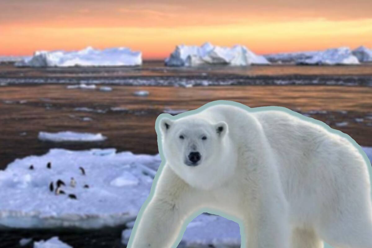 Osos polares heridos por hielo frágil causado por calentamiento global