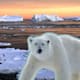 Aunque el hielo marino desaparece rápidamente en Svalbard, sus osos polares están engordando al adaptarse a nuevas fuentes de alimento, un hallazgo positivo que no significa que estén a salvo del cambio climático
