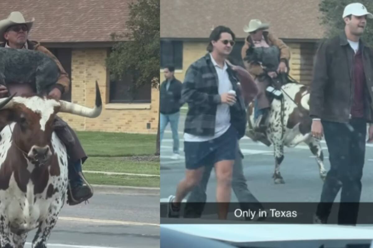 Hombre en Texas se vuelve viral por ir entre los peatones, montado en una vaca Longhorn y con un perro en las manos