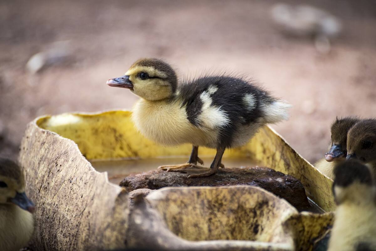 Nace un patito de un huevo de supermercado
