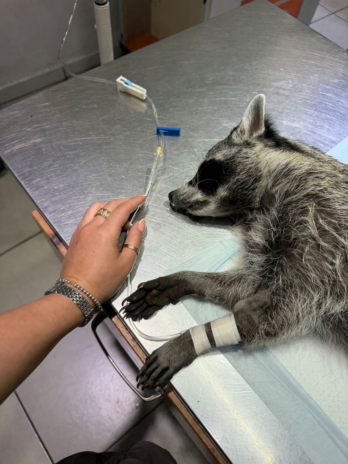 Las ganancias se destinan al tratamiento de la mapache, quien perdió un riñón tras una cirugía. Foto: Cortesía
