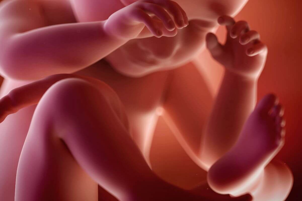 ¿Los bebés pueden llorar en el vientre?