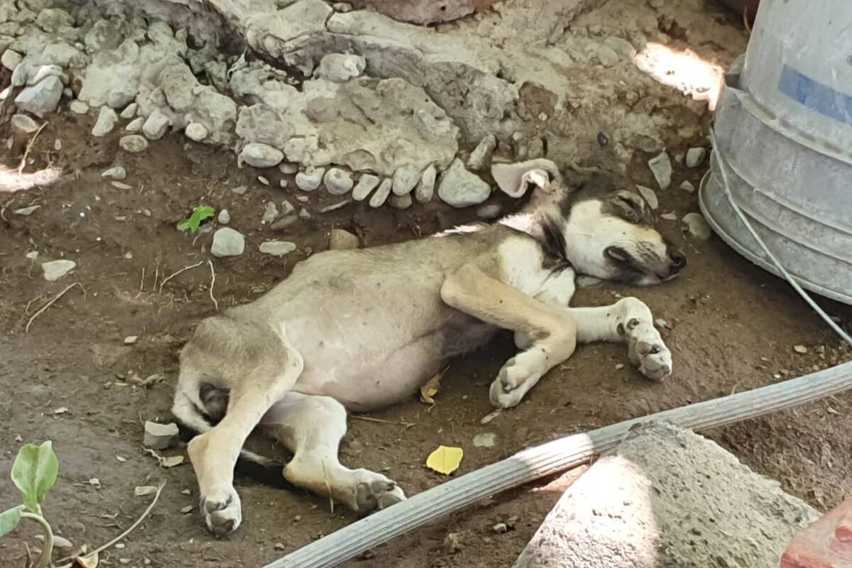 Exigen ciudadanos investigar muerte de perro en Ciudad Obregón