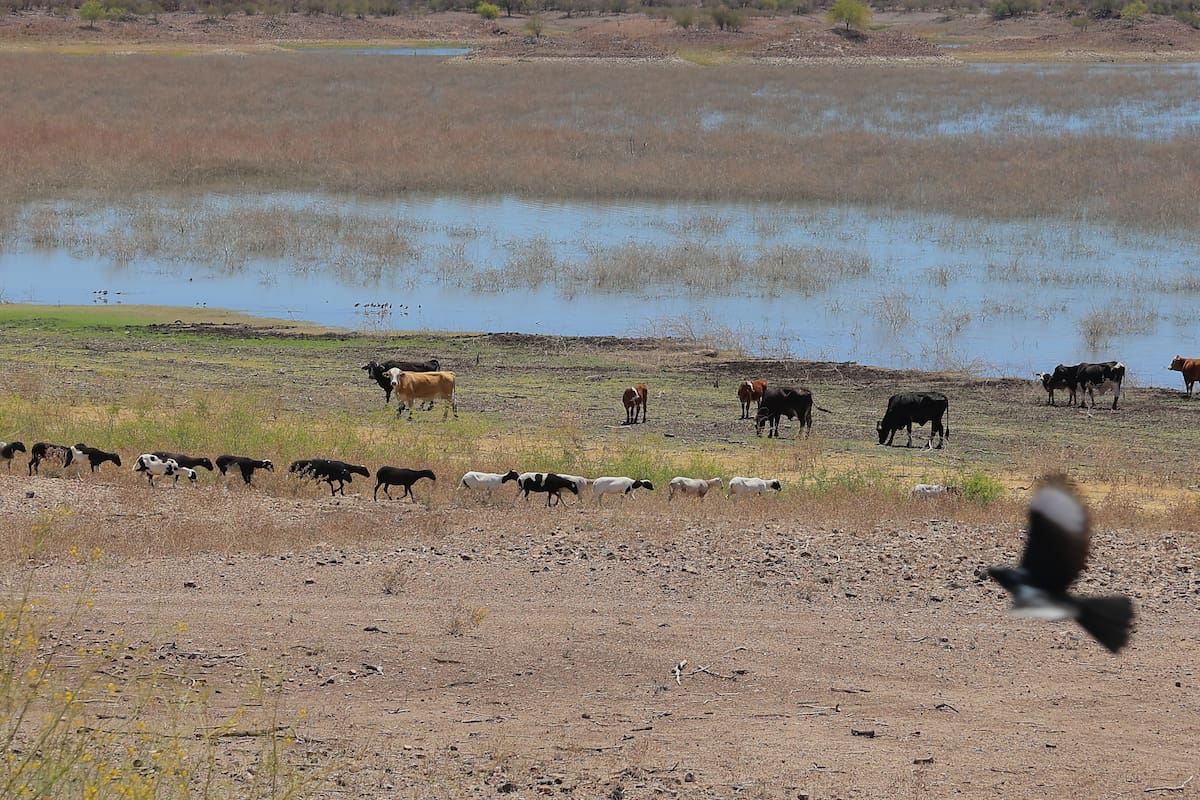Sonora se posiciona como líder nacional en crecimiento de actividades primarias por impulso al campo y la pesca