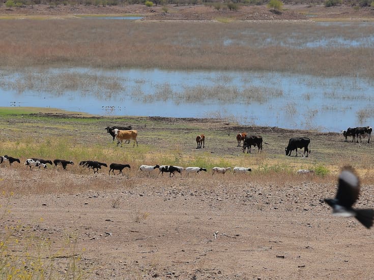 Sonora se posiciona como líder nacional en crecimiento de actividades primarias por impulso al campo y la pesca
