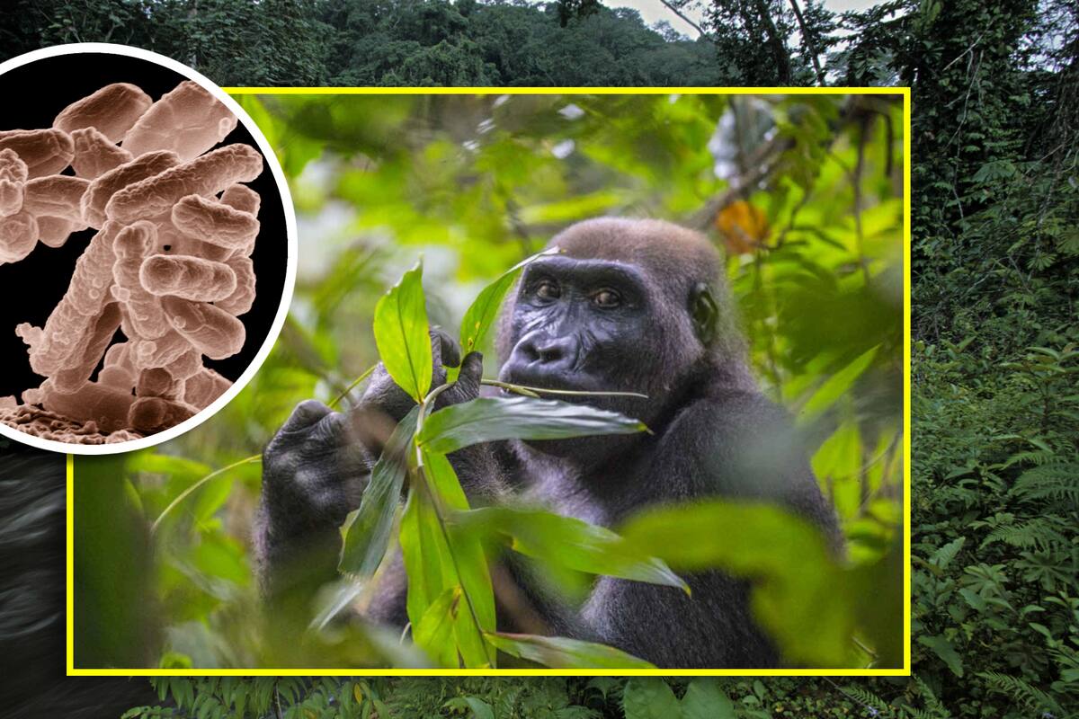 Comida para gorilas: ¿El futuro de la medicina natural y la cura del E. coli?