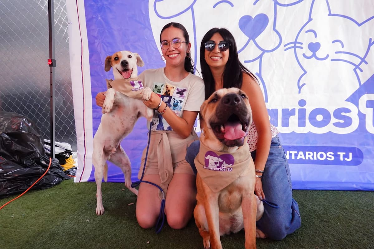 Hogares temporales, alternativa para enfrentar la saturación de refugios de animales en Tijuana