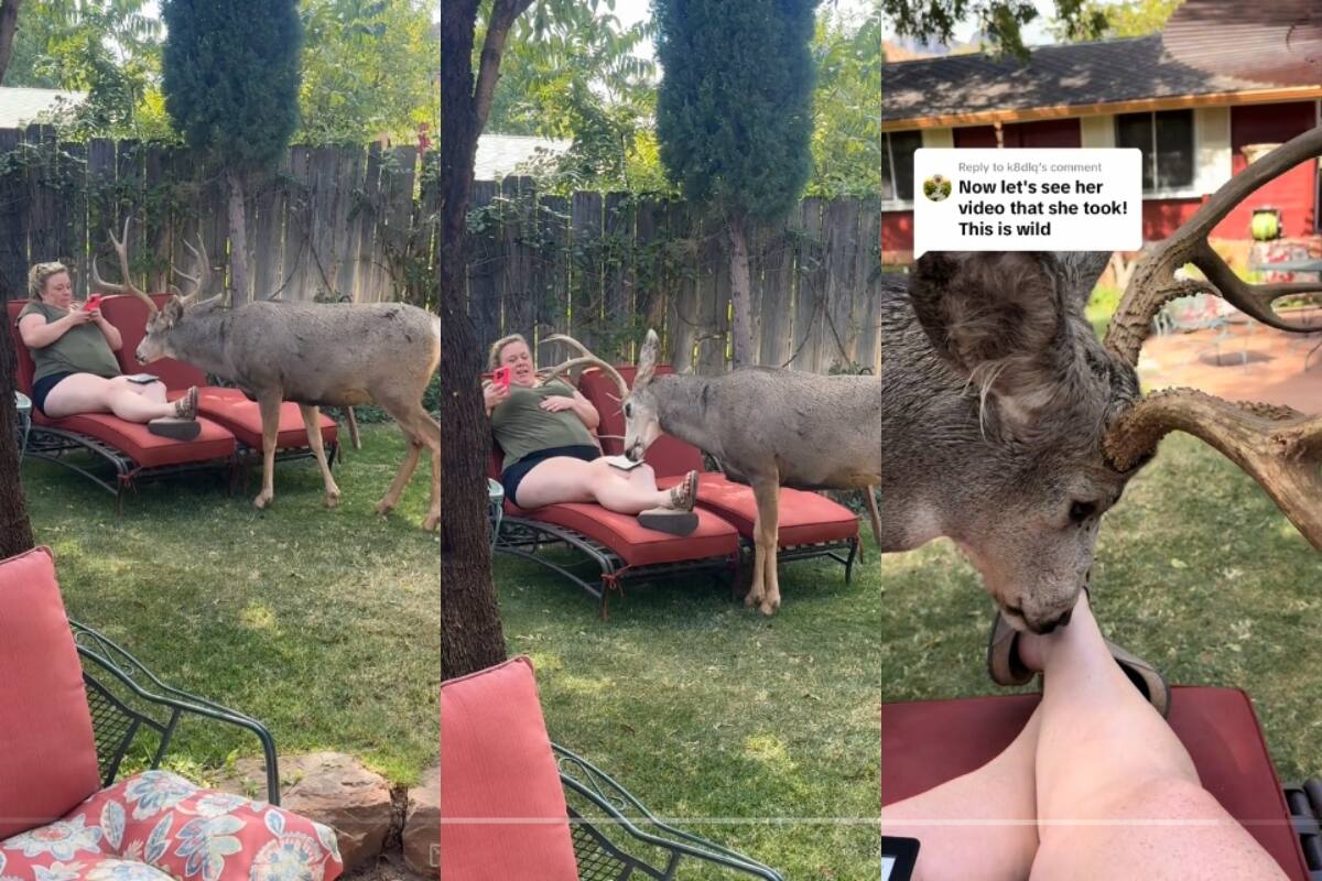 VIRAL: venado mula ATACA a una mujer en el patio de su casa