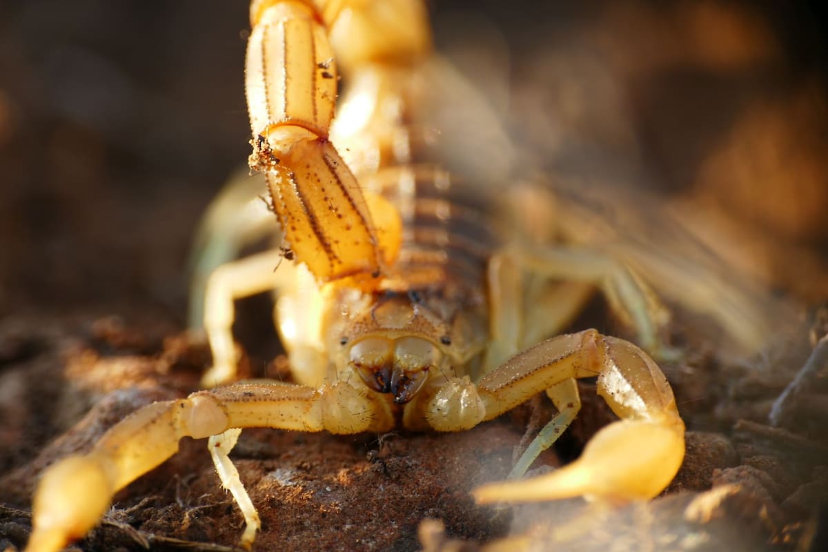Ropa y zapatos son algunos de los lugares donde la presencia de los alacranes pueden aumentar mucho más durante la época de calor