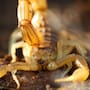 Ropa y zapatos son algunos de los lugares donde la presencia de los alacranes pueden aumentar mucho más durante la época de calor