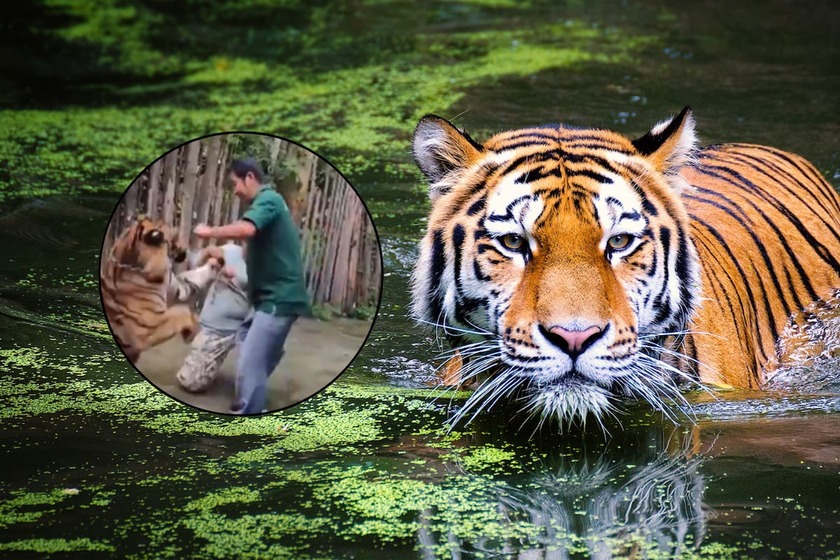 VIDEO: Turista es atacado por un tigre mientras intentaba tomarse una foto en Tailandia