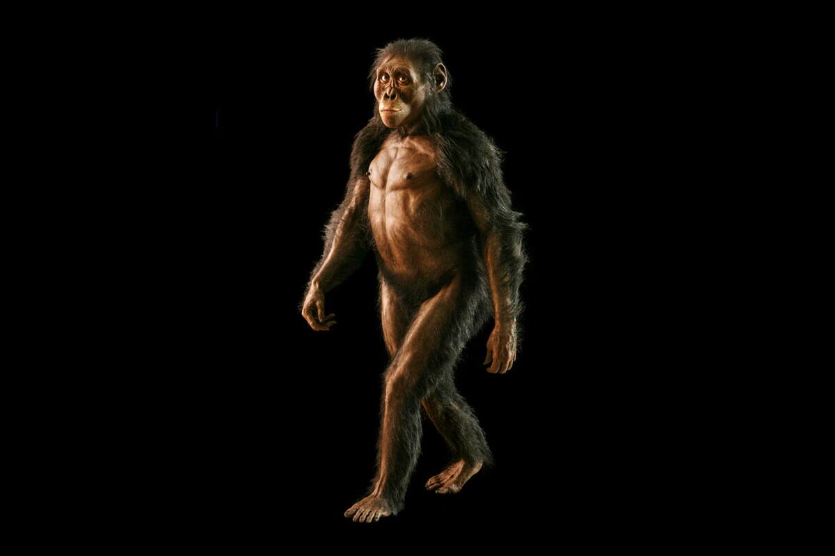 ¿Por qué Lucy, nuestra ancestro homínida, no era una gran corredora? Un estudio lo explica