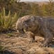 Lystrosaurus confirma huevos en antiguos sinápsidos