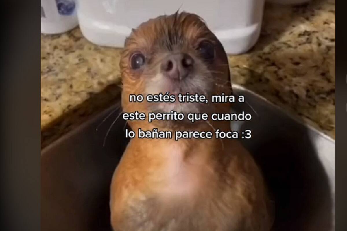 Perro conquista TikTok por su parecido al de una foca cuando se baña