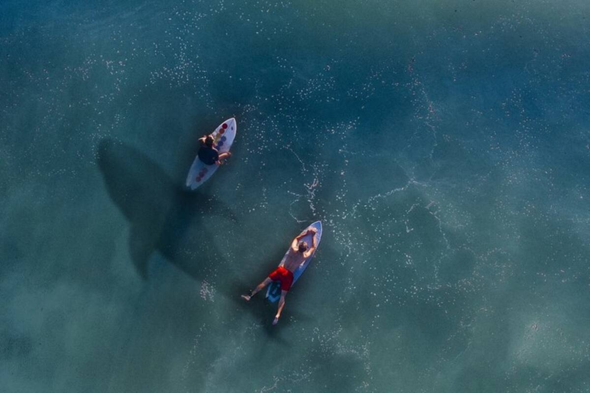 Graban a grupo que surfea sin advertir la presencia de tiburones blancos