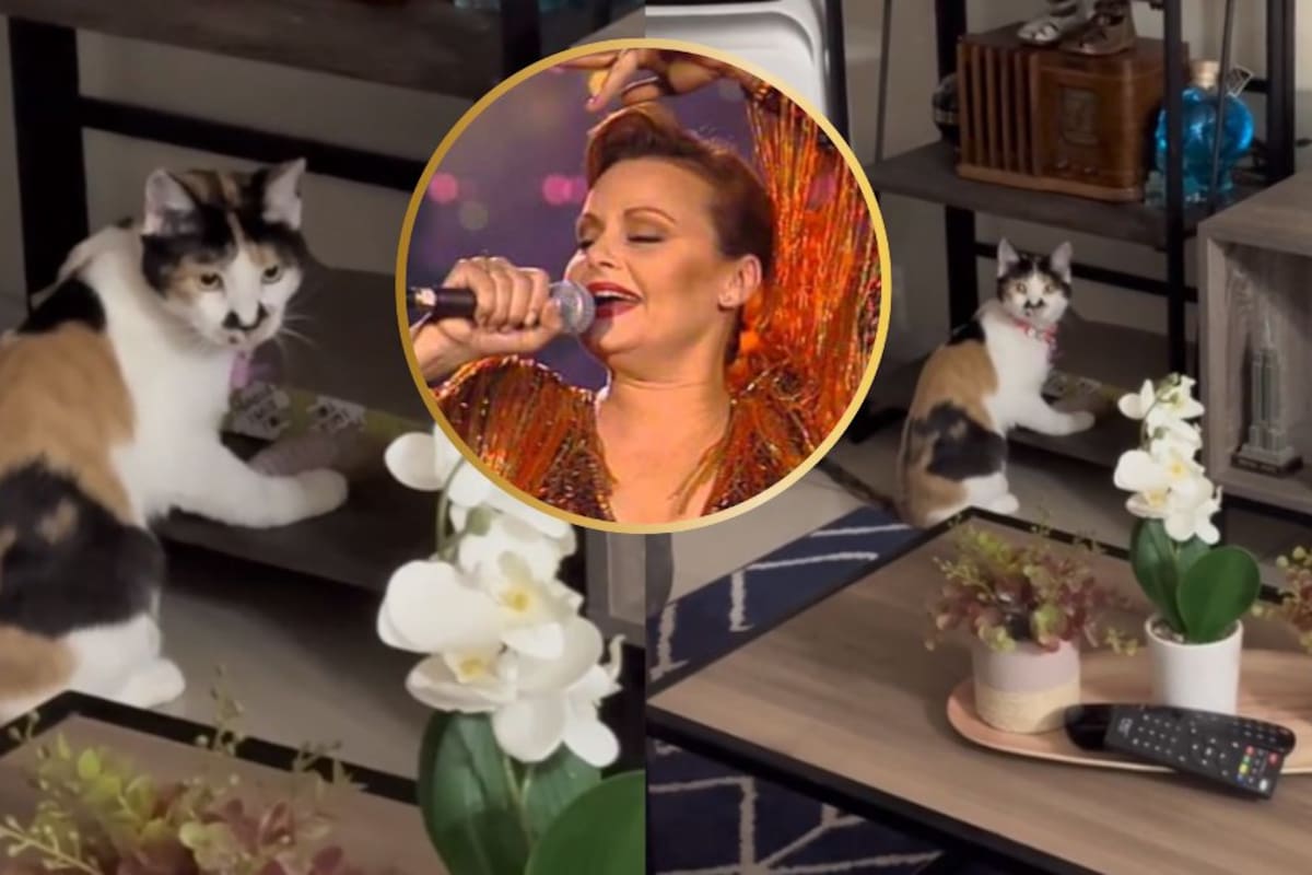 VIRAL: gata conquista TikTok al maullar escuchando “La Gata Bajo la Lluvia” de Rocío Dúrcal