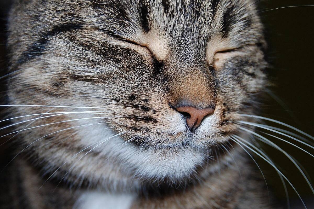 TikTok: Graban a gatito haciendo ejercicio