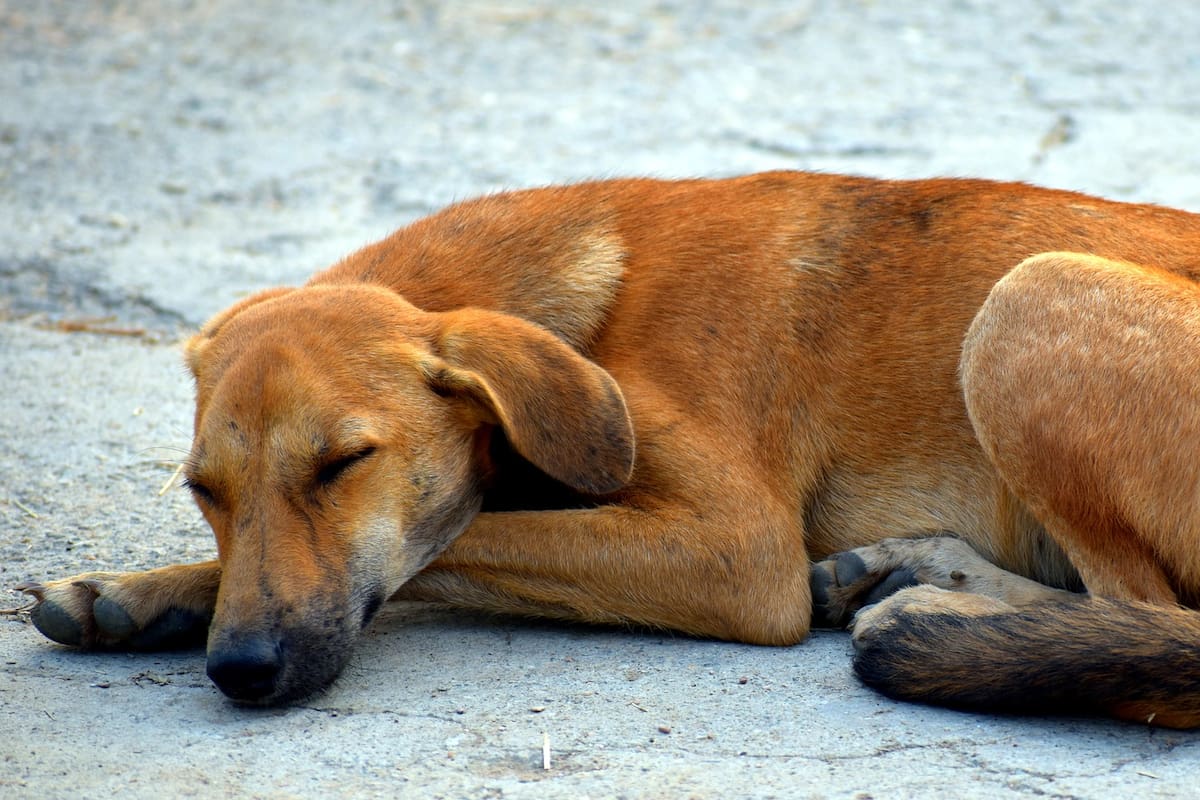 Organiza en Hermosillo "Croquetón" para perros especiales
