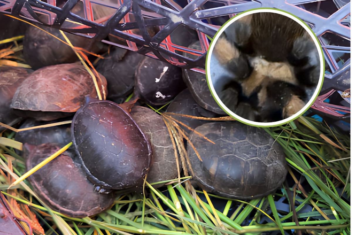 Profepa asegura a 95 animales que viajaban en un autobús de pasajeros en Chihuahua: Habían 75 tarántulas y 20 tortugas protegidas