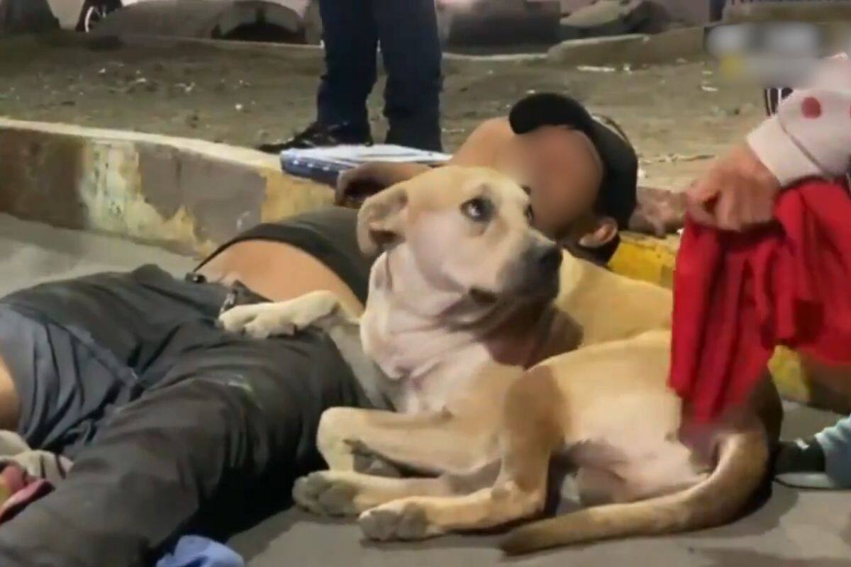 VIDEO: Perrito no abandona a su dueño atropellado en la Ciudad de México